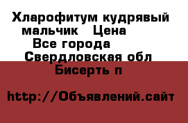 Хларофитум кудрявый мальчик › Цена ­ 30 - Все города  »    . Свердловская обл.,Бисерть п.